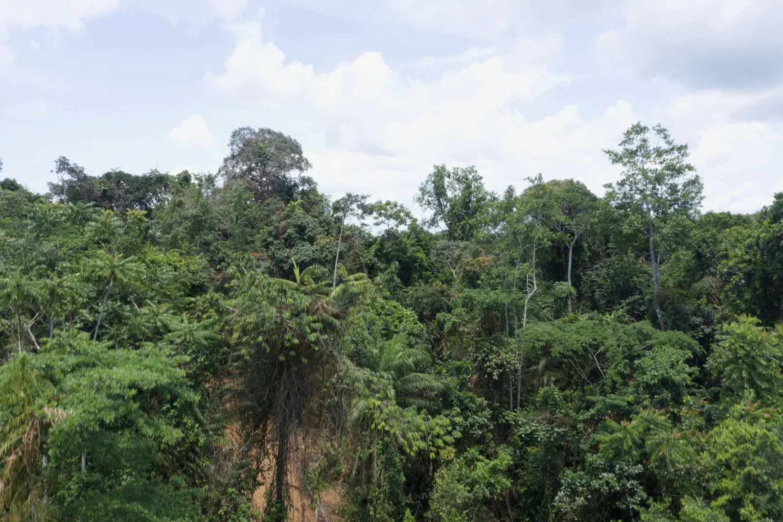 Tropical forest canopy in an AW&L community forest concession, Liberia