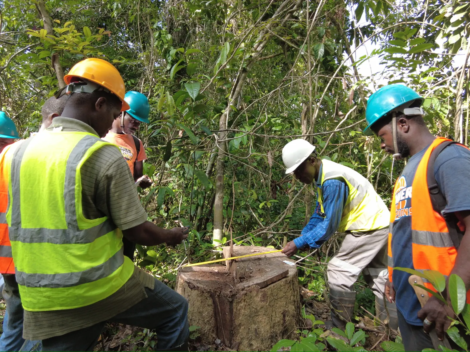 Independent inspectors measuring a stump during timber legality verification in Liberia