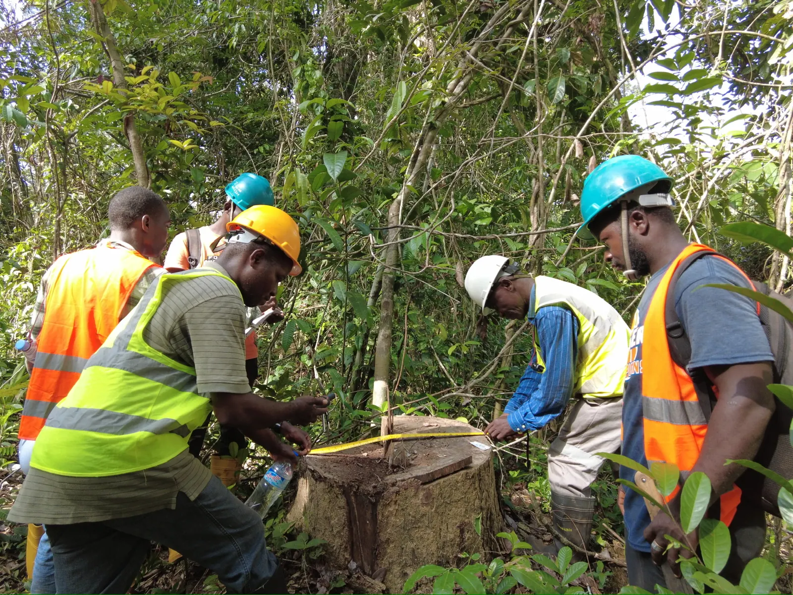 Inspection team verifying stump diameter in AW&L harvest block