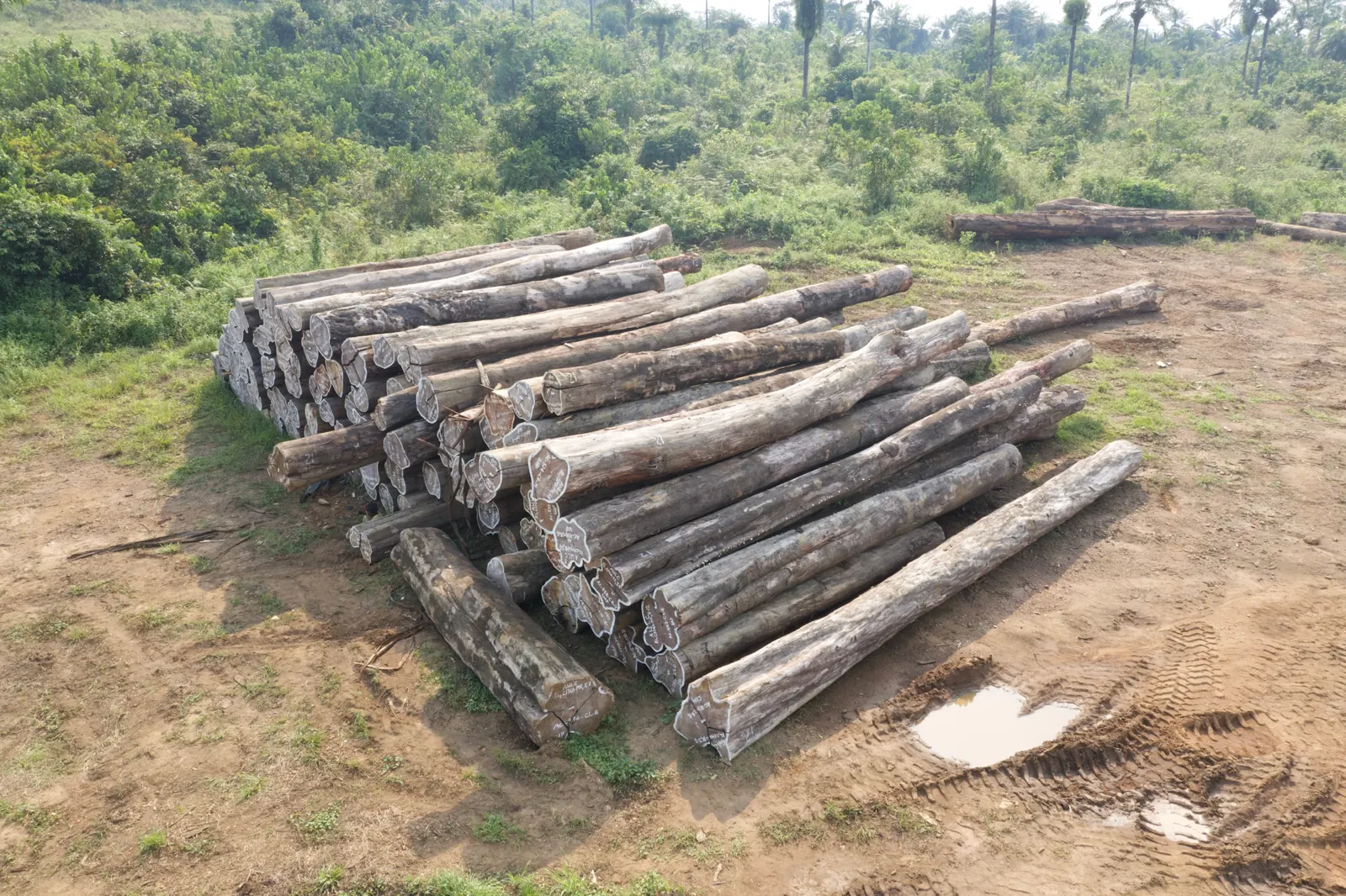 Stack of tagged tropical hardwood logs at AW&L log yard