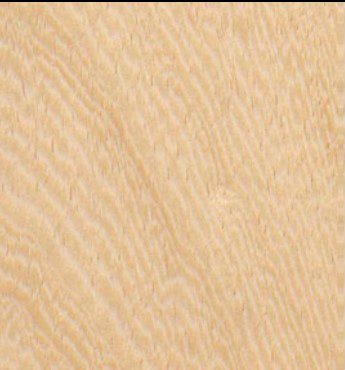 Pterygota macrocarpa wood grain (tangential face)